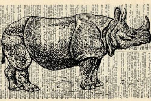 Rinocérosz kifulladásig