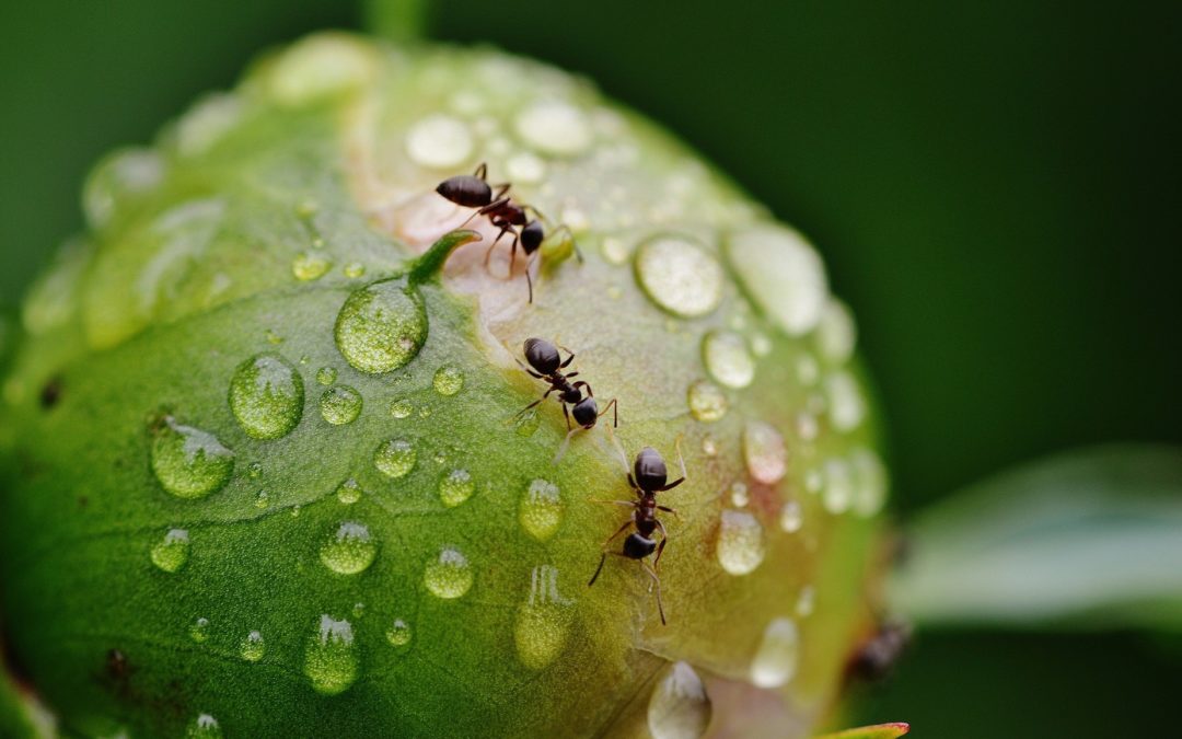 A hangyák csodálatos élete
