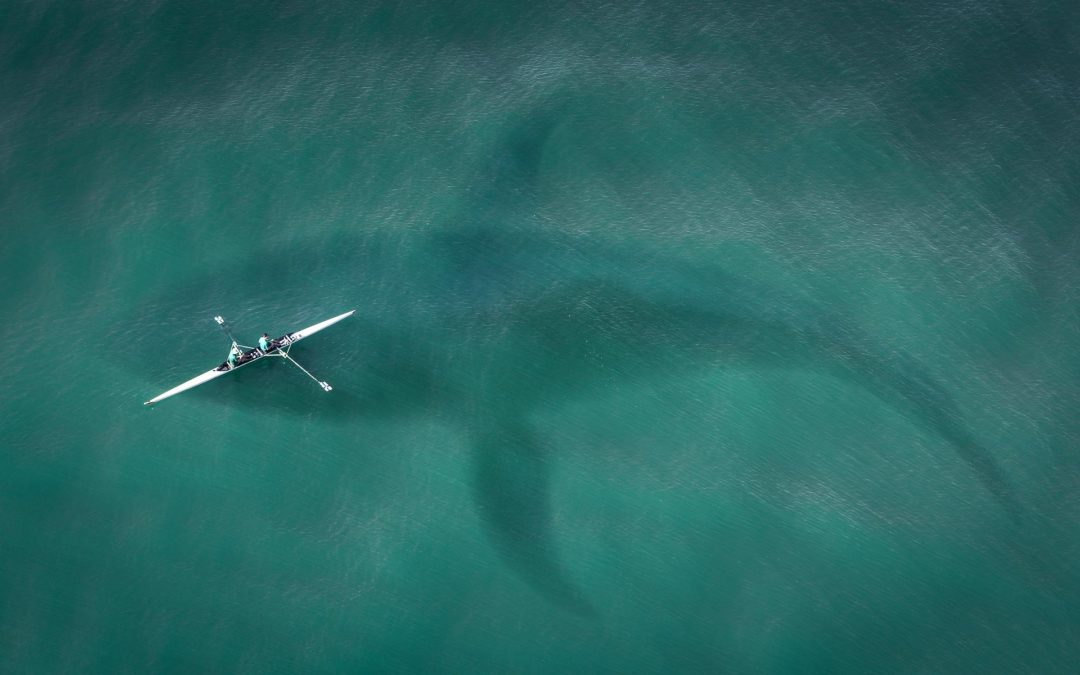 A bálnaének rejtélye